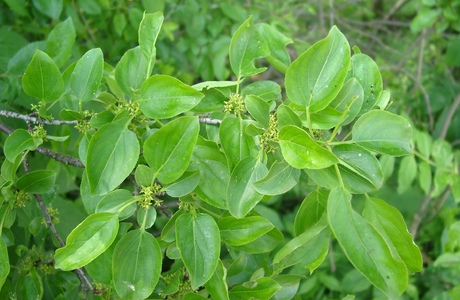 Gewöhnlicher Kreuzdorn (Rhamnus cathartica) - © Emanuel Trummer